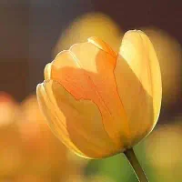 حرکت از مسجدسلیمان به اصفهان فردا ظهر