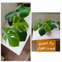 گلهای آپارتمانی|گل و گیاه طبیعی|رشت, پل تالشان|دیوار