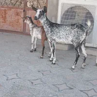 کهره نقشی بابچه نر و کهرهی گل توپی به فروش|حیوانات مزرعه|قشم, |دیوار