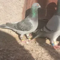 مجسمه کبوتر|مجسمه، تندیس، ماکت|زابل, |دیوار