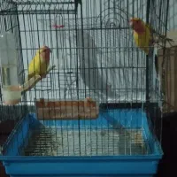 طوطی برزیلی