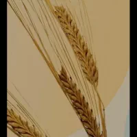 4گونی جو کیلویی 60هزارتومان