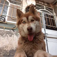 هاسکی شکلاتی نر