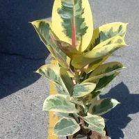 پایه گلدون ۶تای|گل و گیاه طبیعی|ورامین, ورامین|دیوار