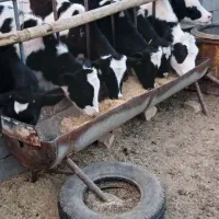 تلیسه گوساله نر وماده خشکل