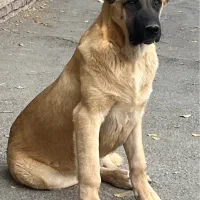 توله سرابی اصیل