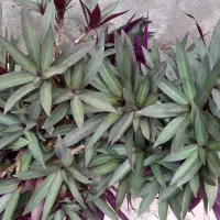 گل طبیعی زیبا|گل و گیاه طبیعی|رشت, جماران|دیوار