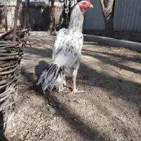 تخم مرغ نطفه دار لاری|حیوانات مزرعه|کرج, پیشاهنگی|دیوار