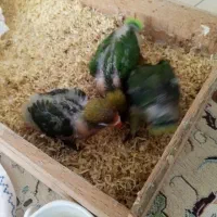 سه عدد جوجه سرلاکی فیشر سبز