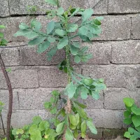 گل کاکتوس و گل های دیگر