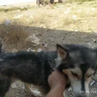 سگ هاسکی چشم تابه تا|سگ|ایلخچی, |دیوار