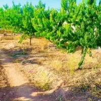 زمین 540متری آب وبرق وصل تک برگ ملکی