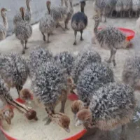 جوجه شتر مرغ