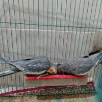 جفت عروس هلند ادرس برازجان|پرنده|برازجان, |دیوار