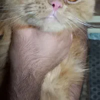 پرشین فلت یک ساله