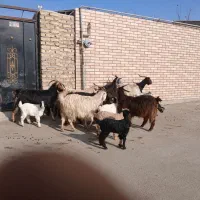 ۷رس بز|حیوانات مزرعه|جوادآباد, |دیوار