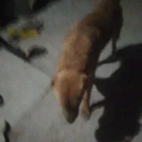 سگ خوب|سگ|نهبندان, |دیوار