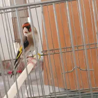 زاده قفس دوساله
