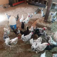 تخم مرغ گلین نطفه دار|حیوانات مزرعه|قم, آزادگان|دیوار