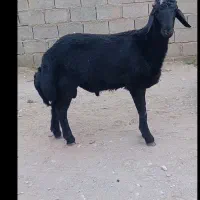 نر.