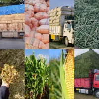 یونجه انباری +یونجه فصلی