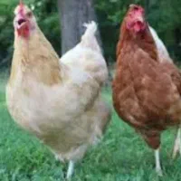 مرغ محلی تخم گذار ۶ عدد مرغ سفید ۴ عدد تخم کذار