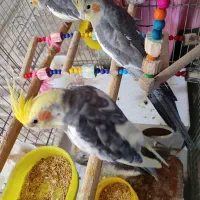 عروس هلندی سخنگو (کردی و فارسی)|پرنده|پاوه, |دیوار