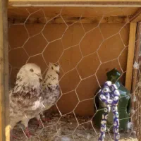 کبوتر|پرنده|پاکدشت, پاکدشت (مامازند)|دیوار