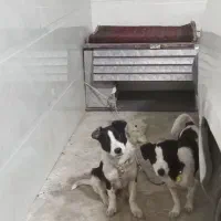 سگ پاکوتاه خیلی ریز و کوچلو