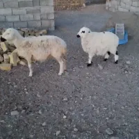 میش زاییده|حیوانات مزرعه|کاخک, |دیوار