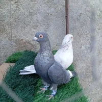 موشی الماسی ،مصری