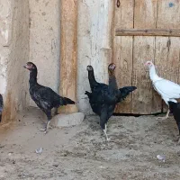 جوجه لاری|حیوانات مزرعه|بستان آباد, |دیوار