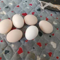 تخم مرغ گلین نطفه دار