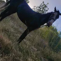 اسب|اسب و تجهیزات اسبسواری|کمیجان, |دیوار