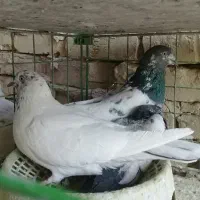 کفتر پرشی.خارجی.یزدی