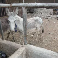 خره وکره ماده