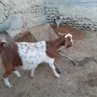 بزچاق برای کشتار