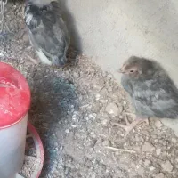 جوجه گلین یک ماهه|حیوانات مزرعه|اصفهان, دستگرده|دیوار