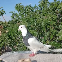 نر طوق سیاه