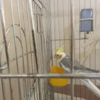 عروس هلندی|پرنده|اسدآباد, |دیوار