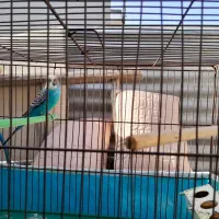 مرغ عشق برای جفت گیری خوب است|پرنده|اصفهان, سرشبادران|دیوار