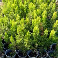 لاوسون در سه سایز|گل و گیاه طبیعی|رامسر, |دیوار