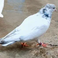 کبوتر|پرنده|سقز, |دیوار