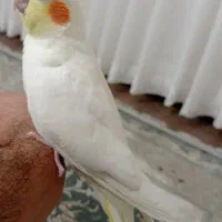 معاوضه.عروس هلندی دستی