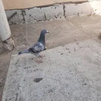 دو عدد کبوتر پلاکی|پرنده|تهران, وحیدیه|دیوار
