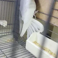 جفت مولد البینو و ماده تک|پرنده|تهران, تهرانسر غربی|دیوار