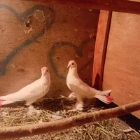 لوطی درجه یک