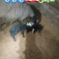 گوسفند شال یکجا بفروش میرسد|حیوانات مزرعه|شال, |دیوار