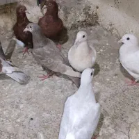 کله هما پاکستانی|پرنده|کاشمر, |دیوار