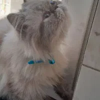 گربه پرشین|گربه|رودهن, |دیوار